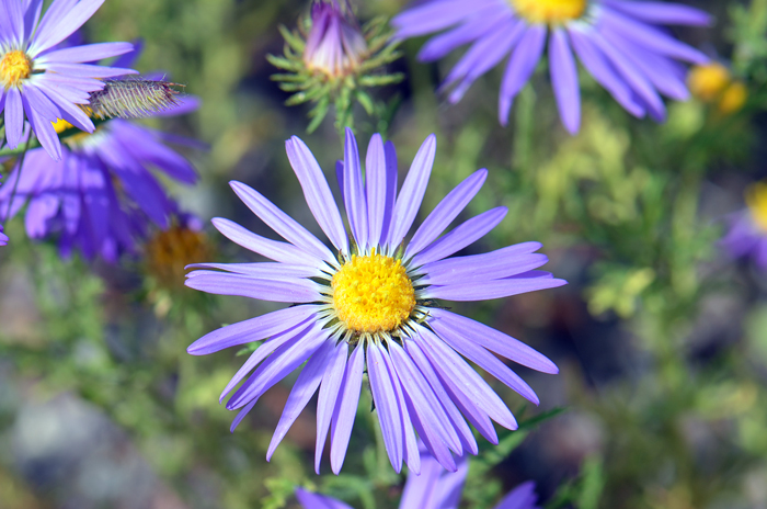 Tansyleaf Tansyaster has large showy flowers that are bright blue-purple or lavender with yellow centers; heads with both ray and disk florets. Machaeranthera tanacetifolia